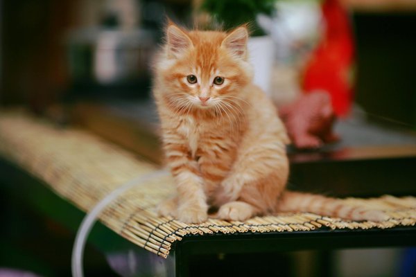 Piège à frelon : conseils pratiques pour apiculteurs avertis