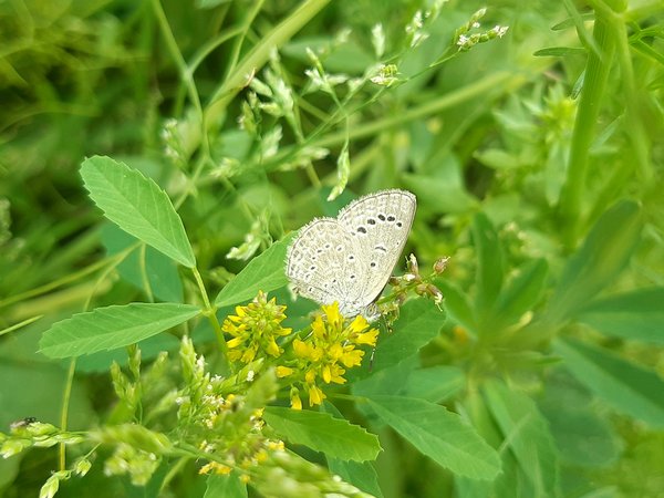 Quels sont les bénéfices des jardins de papillons et comment en créer un ?