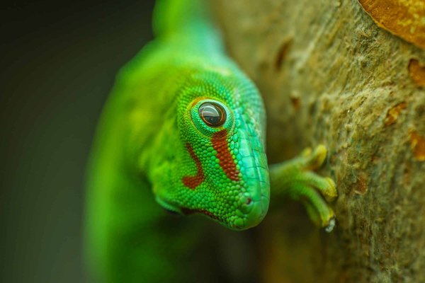 Quelle est l'importance de la photopériode pour le bien-être d'un gecko diurne ?